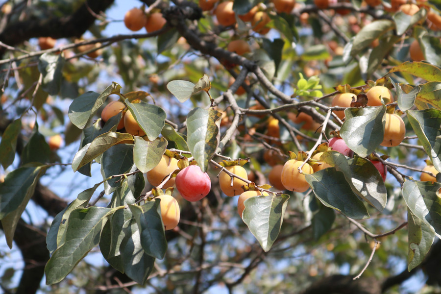 Quả hồng Nam Đàn khi chín có hương vị thơm ngon, ngọt dịu. Còn những quả hồng xanh, sau khi ngâm nước sẽ giòn, ngọt mà không còn vị chát. (Ảnh: Phạm Tâm) Quả hồng Nam Đàn khi chín có hương vị thơm ngon, ngọt dịu. Còn những quả hồng xanh, sau khi ngâm nước sẽ giòn, ngọt mà không còn vị chát. (Ảnh: Phạm Tâm)