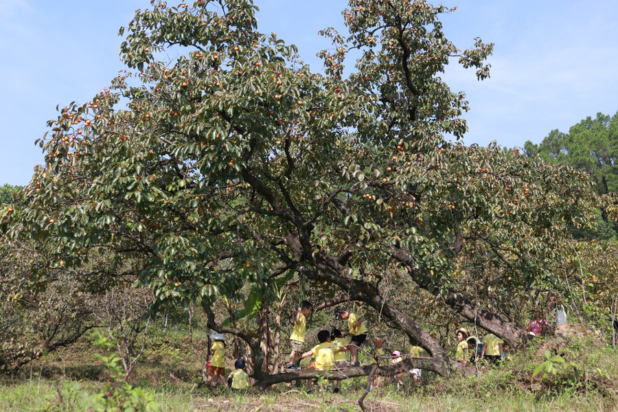 Một trường mầm non ở TP Vinh, Nghệ An chọn vườn hồng làm địa điểm tổ chức dã ngoại cho các em học sinh trải nghiệm. (Ảnh: Phạm Tâm) Một trường mầm non ở TP Vinh, Nghệ An chọn vườn hồng làm địa điểm tổ chức dã ngoại cho các em học sinh trải nghiệm. (Ảnh: Phạm Tâm)