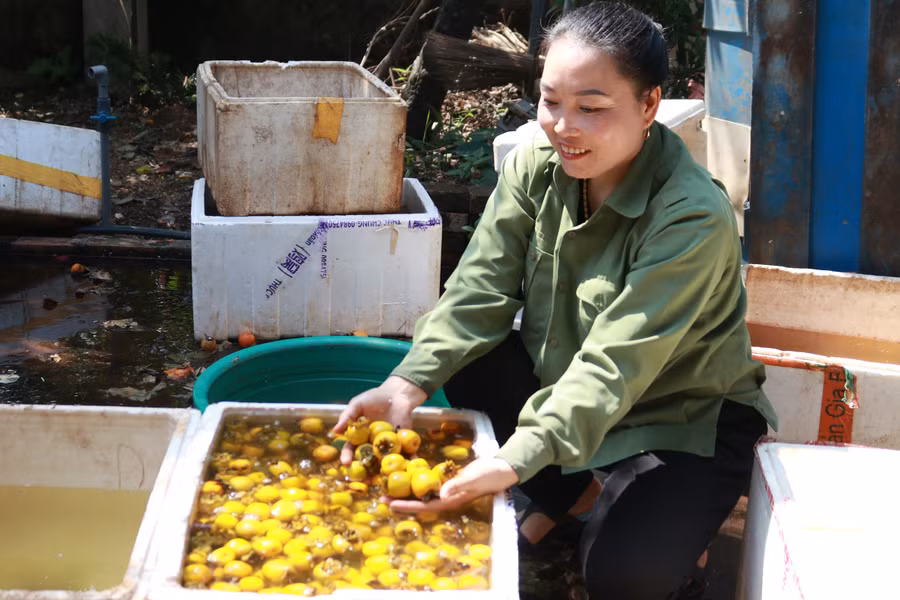 Sau khi thu mua, chị Sâm ngâm hồng vào thùng xốp trong 4-5 ngày. (Ảnh: Phạm Tâm)