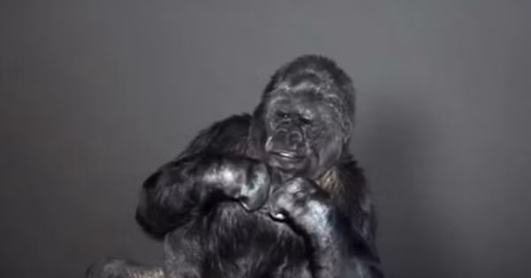 Khỉ đột thành thạo ngôn ngữ ký hiệu và hiểu 2000 từ tiếng Anh 