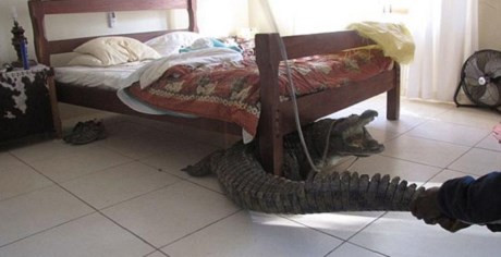 Nhiều thứ “không ai ngờ” dưới gầm giường ảnh 1 Giật mình phát hiện