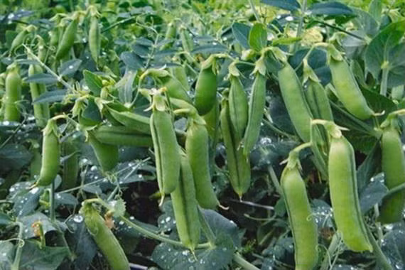 6 loại rau củ quen thuộc không nên luộc ăn mà bấy lâu ai cũng tưởng bổ dưỡng ảnh 4