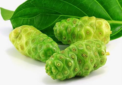 Bài thuốc chữa huyết áp cao từ cây nhàu ảnh 1