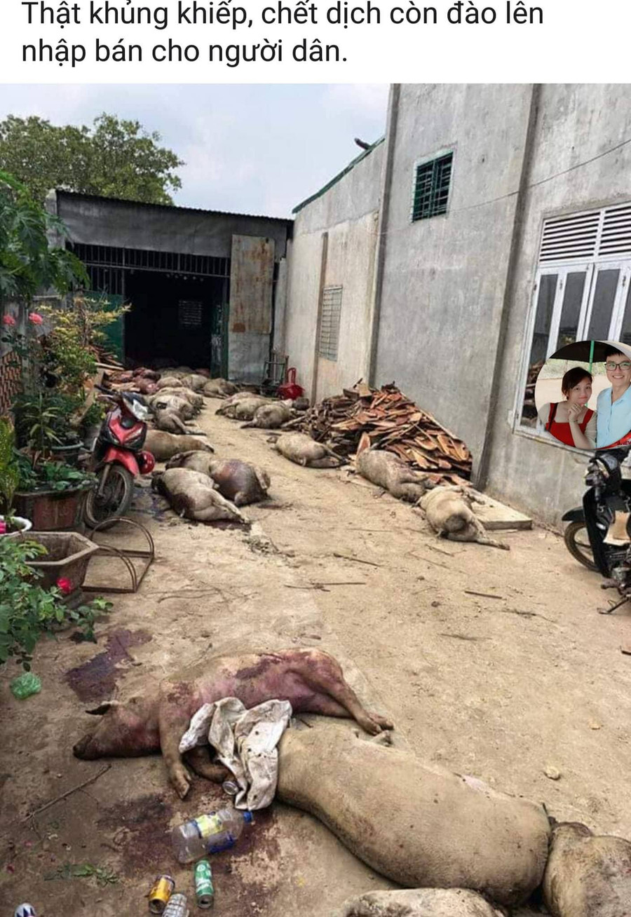 Tài khoản Facebook đăng tải hình ảnh và nội dung về việc 800 con lợn bị dịch bệnh chôn rồi được đào lên bán. Tài khoản Facebook đăng tải hình ảnh và nội dung về việc 800 con lợn bị dịch bệnh chôn rồi được đào lên bán.