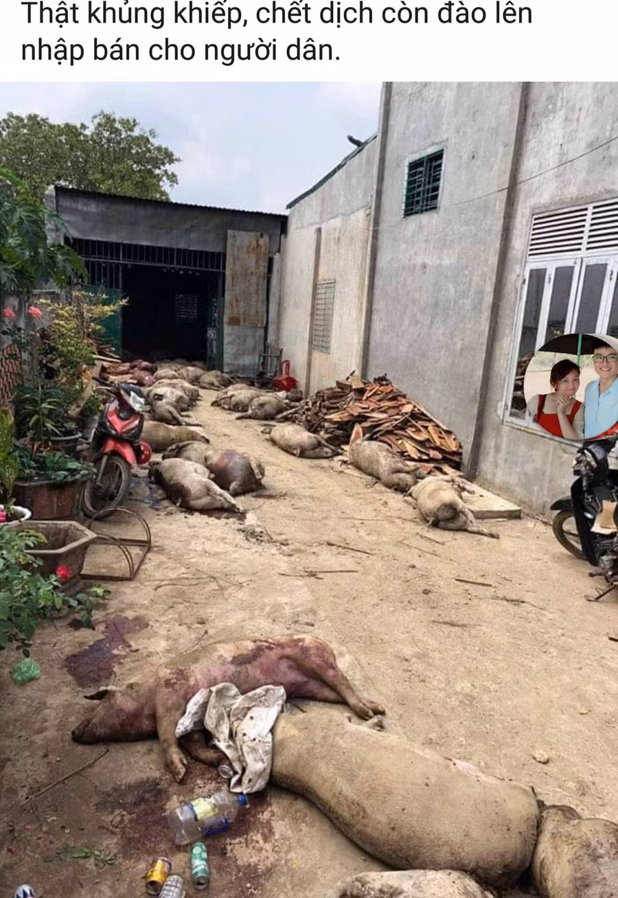Tài khoản Facebook đăng tải hình ảnh và nội dung về việc 800 con lợn bị dịch bệnh chôn rồi được đào lên bán.