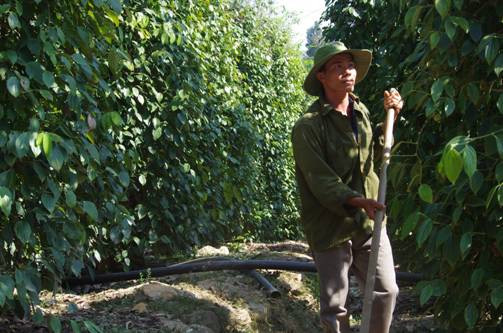 Vườn tiêu của Hùng xanh tốt không hề bị bệnh. Vườn tiêu của Hùng xanh tốt không hề bị bệnh.
