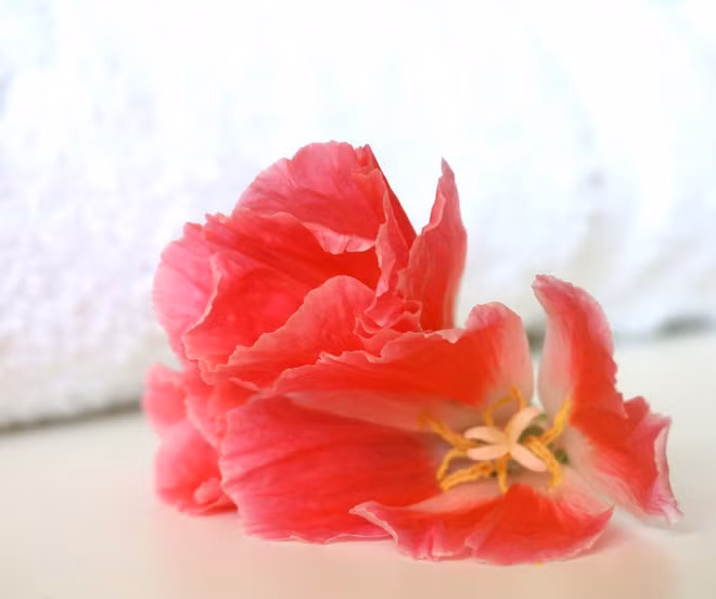 Không phải xà phòng hay nước xả vải, 4 cách dưới đây giúp khăn tắm nhà bạn luôn mềm mại và mịn màng không khác gì khăn ở khách sạn 5 sao - Ảnh 8.