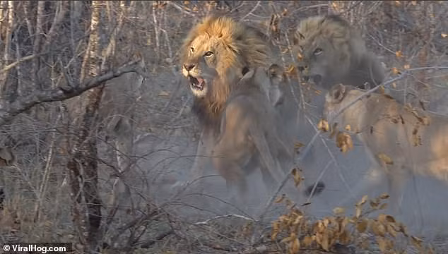 Video: Đàn sư tử kịch chiến đuổi sư tử đực to lớn muốn thống lĩnh cả bầy