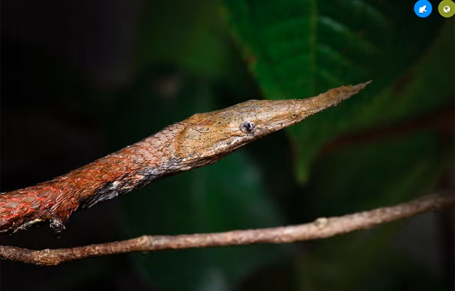 Rắn mũi lá Madagascar, có tên khoa học là Langaha madagascariensis, là loài đặc hữu của Madagascar.