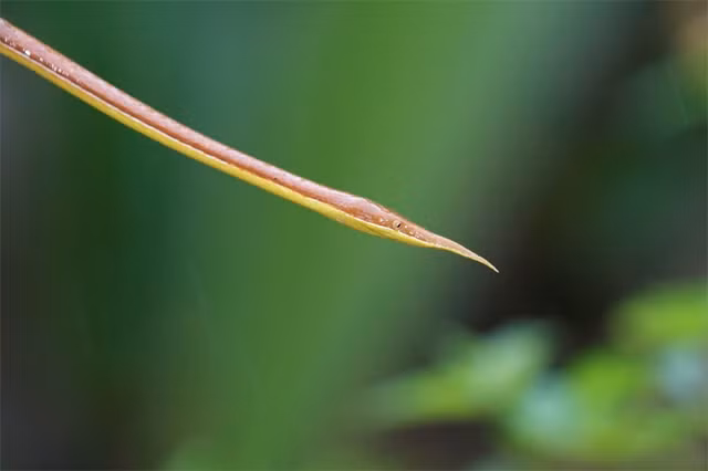 Đây là một loài động vật thích nghi với lối sống trên cây.