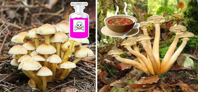 10 món có thể gây nguy hiểm nếu bạn ăn không đúng cách ảnh 6 10 mon co the gay nguy hiem neu ban an khong dung cach - 6