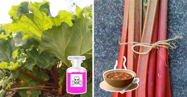 10 mon co the gay nguy hiem neu ban an khong dung cach - 8