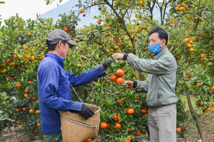 Ở Mường Ảng ngày càng xuất hiện nhiều mô hình cây ăn quả mang lại giá trị kinh tế cao Ở Mường Ảng ngày càng xuất hiện nhiều mô hình cây ăn quả mang lại giá trị kinh tế cao