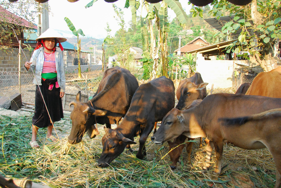 Nhiều hộ thoát nghèo nhờ mô hình chăn nuôi gia súc Nhiều hộ thoát nghèo nhờ mô hình chăn nuôi gia súc