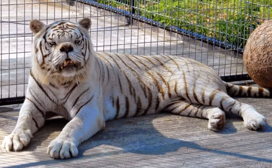 dong vat blogtin (6)