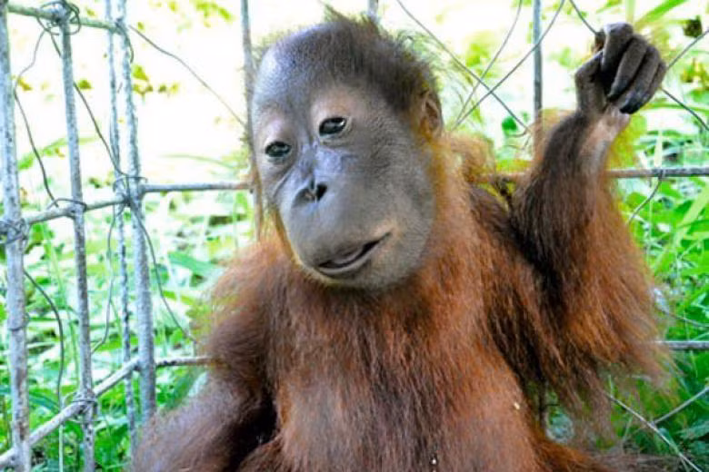 dong vat blogtin (2)