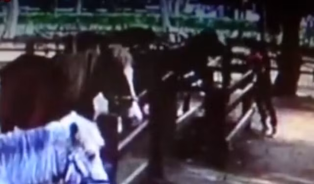  Khoảnh khắc cậu bé bị ngựa tấn công. 