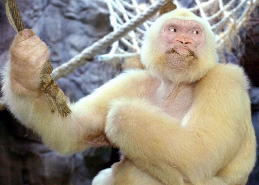 dong vat blogtin (7)