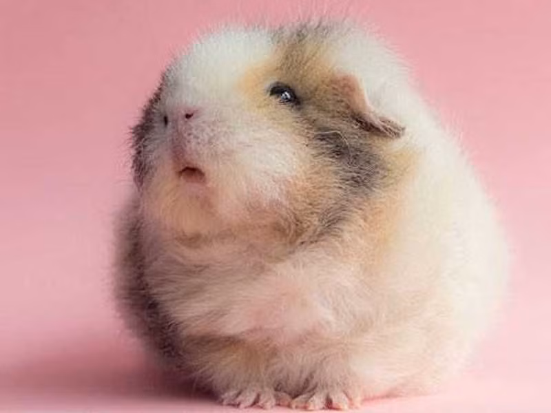 dong vat blogtin (10)