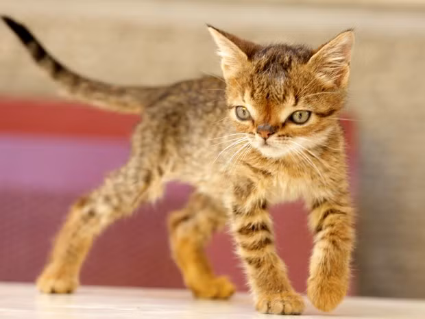 dong vat blogtin (1)