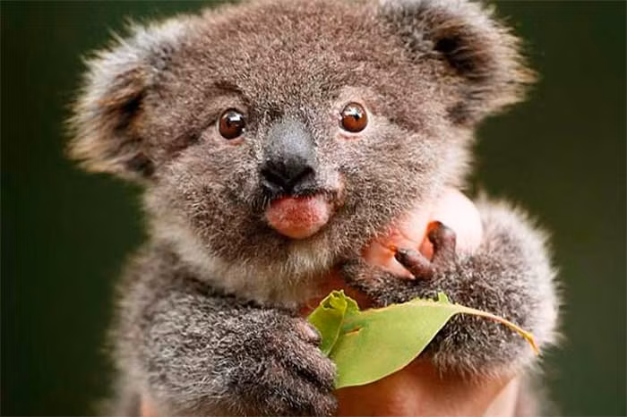 dong vat blogtin (9)