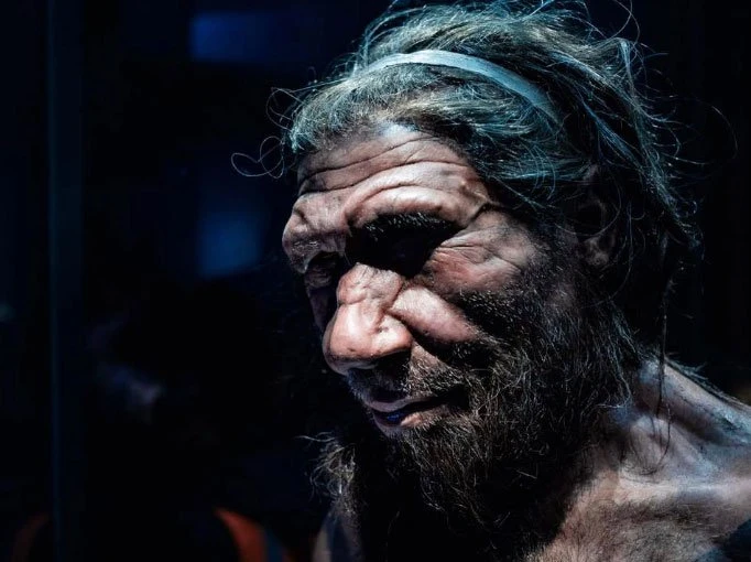 Bản sao người Neanderthal trong viện bảo tàng Lịch sử tự nhiên, London. (Shutterstock/Chettaprin P). 