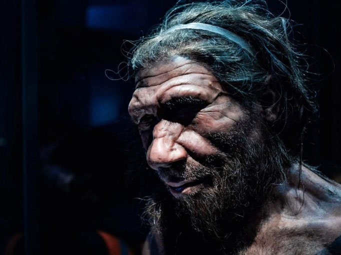 Bản sao người Neanderthal trong viện bảo tàng Lịch sử tự nhiên, London. (Shutterstock/Chettaprin P). 
