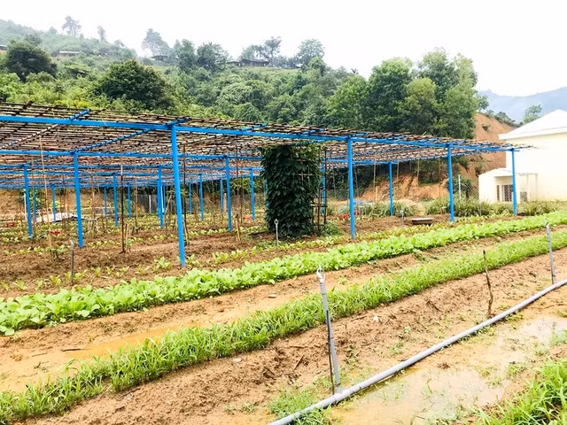 Thầy cô vùng cao Quảng Nam tăng gia cải thiện bữa ăn