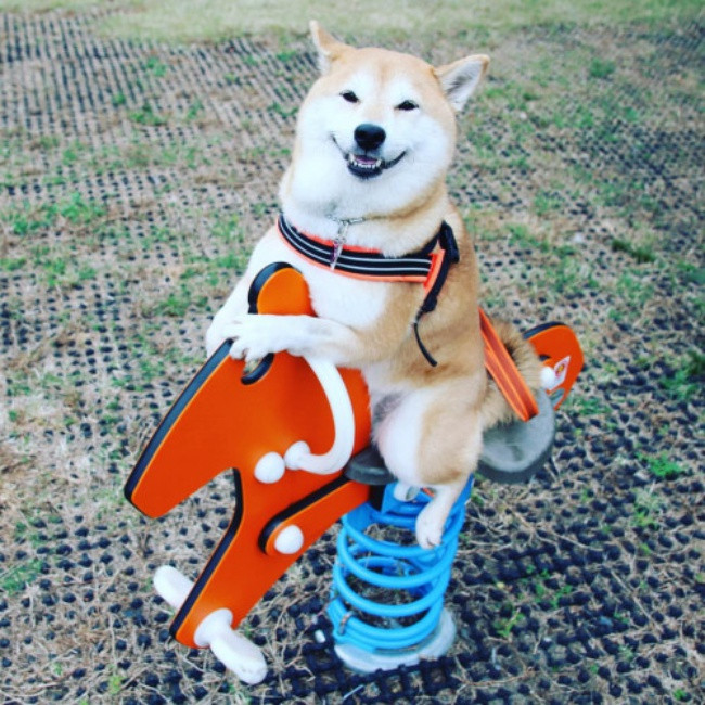 50 sắc thái đáng yêu của chú chó Shiba Inu khi đi chơi công viên - Ảnh 12. 50 sắc thái đáng yêu của chú chó Shiba Inu khi đi chơi công viên - Ảnh 12.