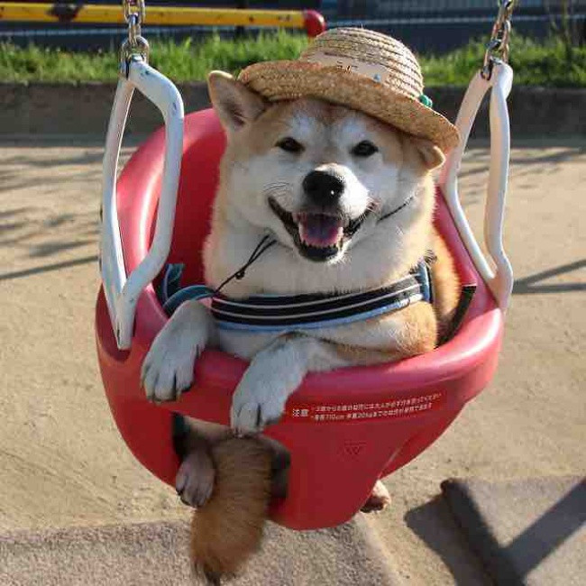 50 sắc thái đáng yêu của chú chó Shiba Inu khi đi chơi công viên - Ảnh 9. 50 sắc thái đáng yêu của chú chó Shiba Inu khi đi chơi công viên - Ảnh 9.