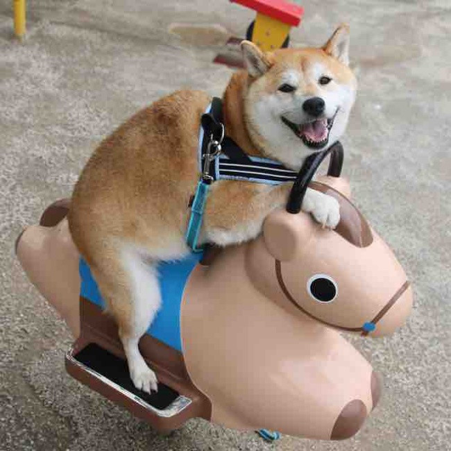 50 sắc thái đáng yêu của chú chó Shiba Inu khi đi chơi công viên - Ảnh 8. 50 sắc thái đáng yêu của chú chó Shiba Inu khi đi chơi công viên - Ảnh 8.