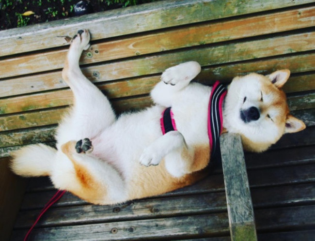 50 sắc thái đáng yêu của chú chó Shiba Inu khi đi chơi công viên - Ảnh 17. 50 sắc thái đáng yêu của chú chó Shiba Inu khi đi chơi công viên - Ảnh 17.