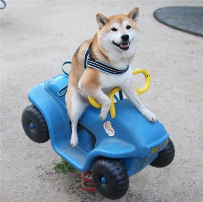 50 sắc thái đáng yêu của chú chó Shiba Inu khi đi chơi công viên - Ảnh 14. 50 sắc thái đáng yêu của chú chó Shiba Inu khi đi chơi công viên - Ảnh 14.