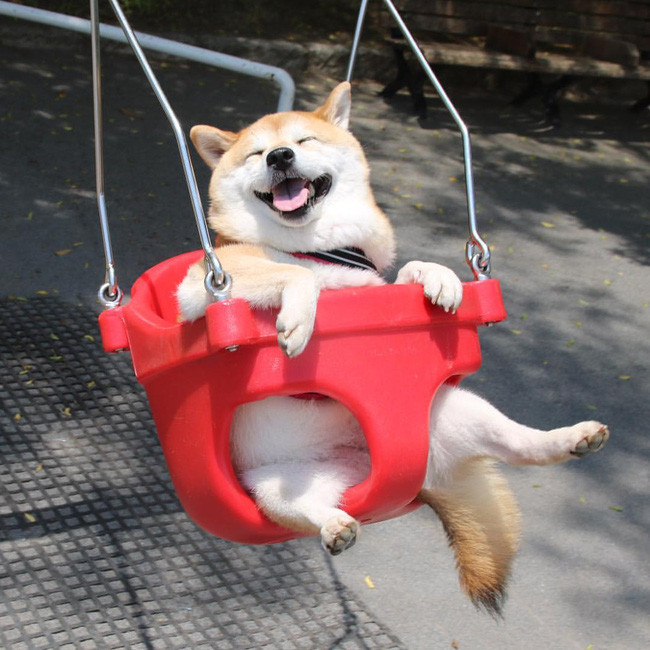 50 sắc thái đáng yêu của chú chó Shiba Inu khi đi chơi công viên - Ảnh 1. 50 sắc thái đáng yêu của chú chó Shiba Inu khi đi chơi công viên - Ảnh 1.