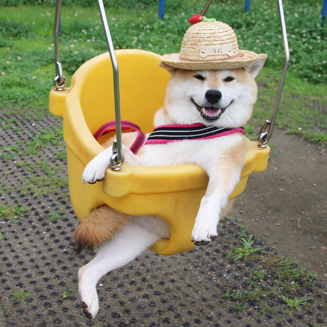 50 sắc thái đáng yêu của chú chó Shiba Inu khi đi chơi công viên - Ảnh 10. 50 sắc thái đáng yêu của chú chó Shiba Inu khi đi chơi công viên - Ảnh 10.
