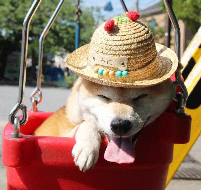 50 sắc thái đáng yêu của chú chó Shiba Inu khi đi chơi công viên - Ảnh 13. 50 sắc thái đáng yêu của chú chó Shiba Inu khi đi chơi công viên - Ảnh 13.