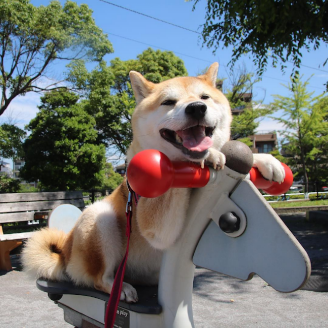 50 sắc thái đáng yêu của chú chó Shiba Inu khi đi chơi công viên - Ảnh 6. 50 sắc thái đáng yêu của chú chó Shiba Inu khi đi chơi công viên - Ảnh 6.