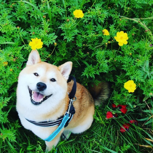 50 sắc thái đáng yêu của chú chó Shiba Inu khi đi chơi công viên - Ảnh 16. 50 sắc thái đáng yêu của chú chó Shiba Inu khi đi chơi công viên - Ảnh 16.