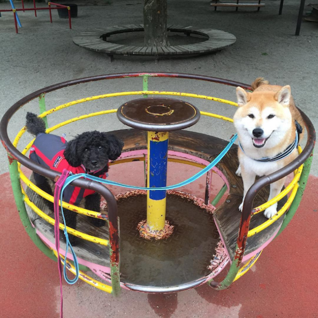 50 sắc thái đáng yêu của chú chó Shiba Inu khi đi chơi công viên - Ảnh 3. 50 sắc thái đáng yêu của chú chó Shiba Inu khi đi chơi công viên - Ảnh 3.