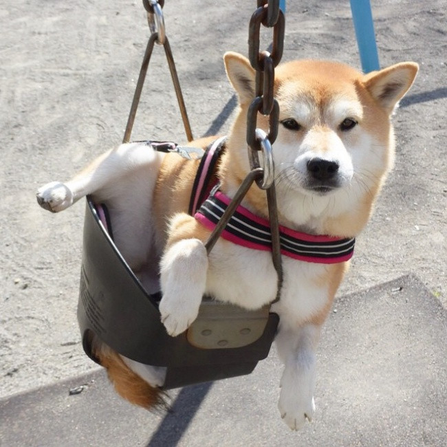 50 sắc thái đáng yêu của chú chó Shiba Inu khi đi chơi công viên - Ảnh 15. 50 sắc thái đáng yêu của chú chó Shiba Inu khi đi chơi công viên - Ảnh 15.