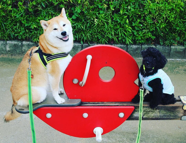 50 sắc thái đáng yêu của chú chó Shiba Inu khi đi chơi công viên - Ảnh 4. 50 sắc thái đáng yêu của chú chó Shiba Inu khi đi chơi công viên - Ảnh 4.