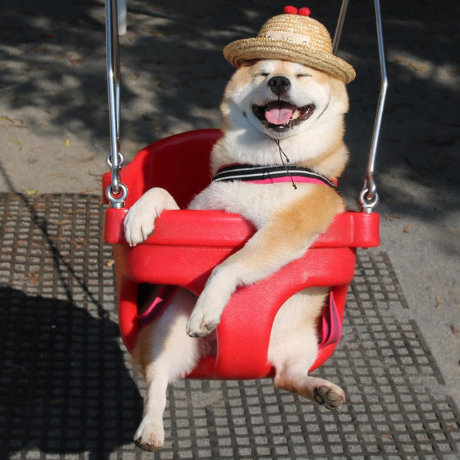 50 sắc thái đáng yêu của chú chó Shiba Inu khi đi chơi công viên - Ảnh 11. 50 sắc thái đáng yêu của chú chó Shiba Inu khi đi chơi công viên - Ảnh 11.