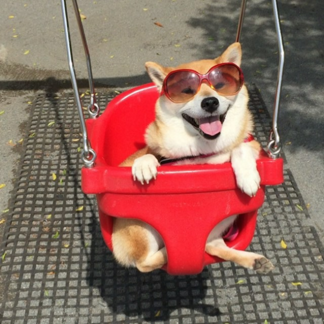 50 sắc thái đáng yêu của chú chó Shiba Inu khi đi chơi công viên - Ảnh 5. 50 sắc thái đáng yêu của chú chó Shiba Inu khi đi chơi công viên - Ảnh 5.