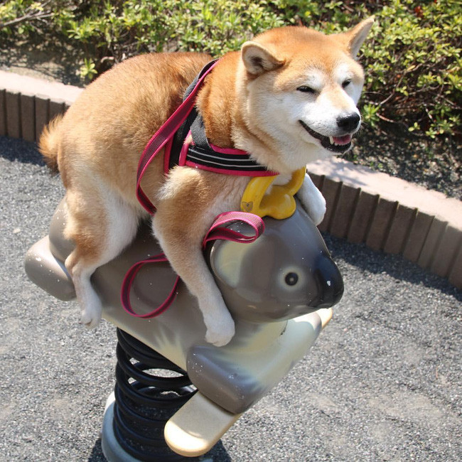 50 sắc thái đáng yêu của chú chó Shiba Inu khi đi chơi công viên - Ảnh 2. 50 sắc thái đáng yêu của chú chó Shiba Inu khi đi chơi công viên - Ảnh 2.
