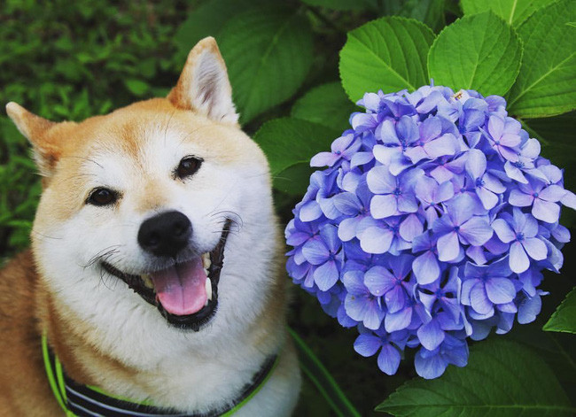 50 sắc thái đáng yêu của chú chó Shiba Inu khi đi chơi công viên - Ảnh 7. 50 sắc thái đáng yêu của chú chó Shiba Inu khi đi chơi công viên - Ảnh 7.