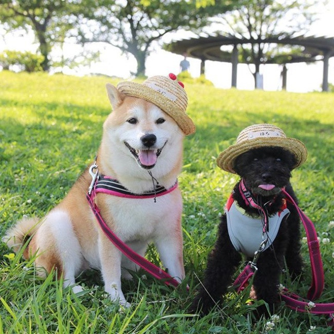 50 sắc thái đáng yêu của chú chó Shiba Inu khi đi chơi công viên - Ảnh 18. 50 sắc thái đáng yêu của chú chó Shiba Inu khi đi chơi công viên - Ảnh 18.