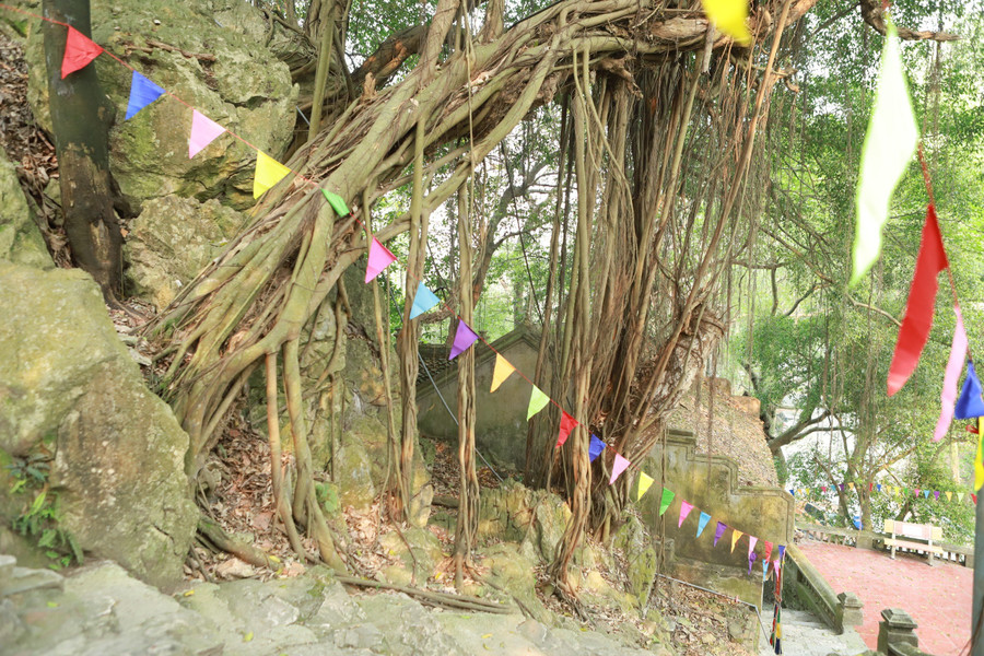 Do nằm ở vách núi nên suốt nhiều thế kỷ qua, cây cối và đá núi như hòa quyện vào nhau để tạo nên cảnh sắc thiên nhiên tuyệt đẹp và thanh tịnh nơi đây. Do nằm ở vách núi nên suốt nhiều thế kỷ qua, cây cối và đá núi như hòa quyện vào nhau để tạo nên cảnh sắc thiên nhiên tuyệt đẹp và thanh tịnh nơi đây.