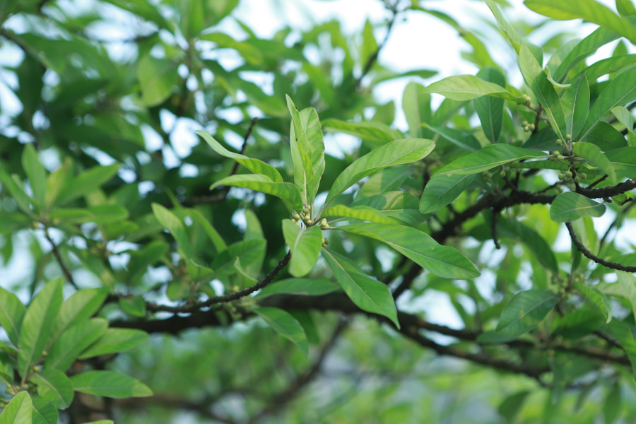 Cây cối ở Chùa Vô Vi quanh năm xanh tốt và tỏa bóng mát đem lại cảm giác dễ chịu, thư thái cho người tới vãn cảnh chùa. Cây cối ở Chùa Vô Vi quanh năm xanh tốt và tỏa bóng mát đem lại cảm giác dễ chịu, thư thái cho người tới vãn cảnh chùa.