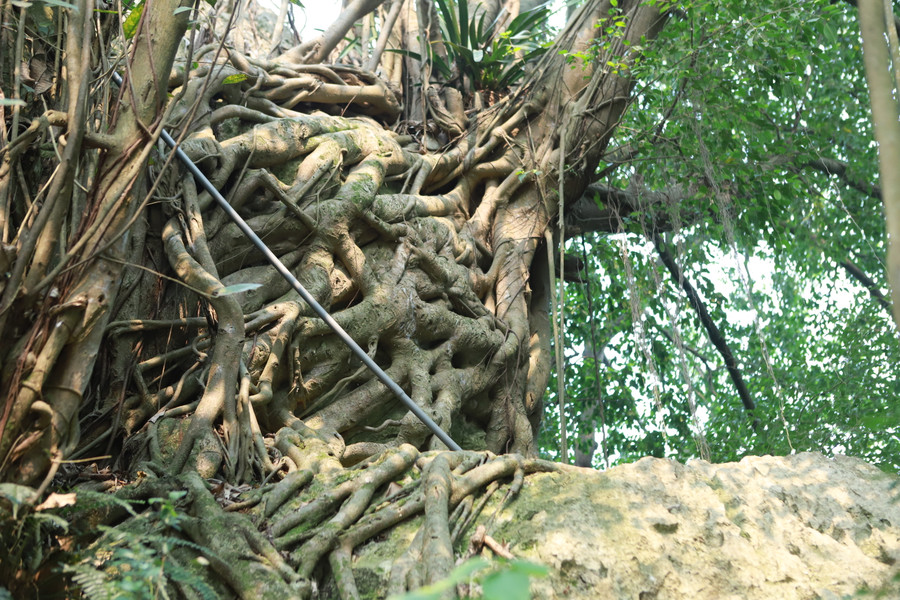 Cây cối ở Chùa Vô Vi quanh năm xanh tốt và tỏa bóng mát đem lại cảm giác dễ chịu, thư thái cho người tới vãn cảnh chùa. Cây cối ở Chùa Vô Vi quanh năm xanh tốt và tỏa bóng mát đem lại cảm giác dễ chịu, thư thái cho người tới vãn cảnh chùa.