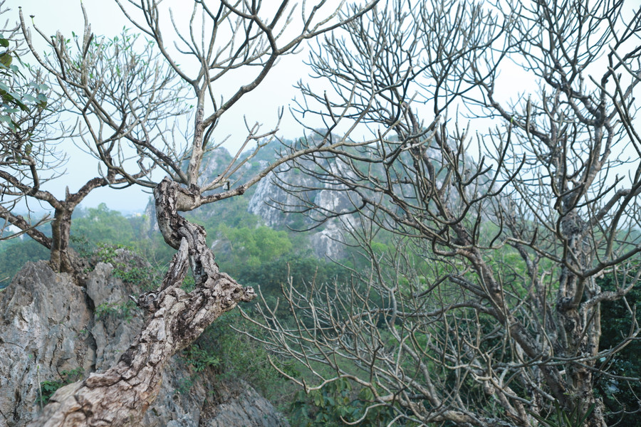Bao quanh Chùa Vô Vi là những cây hoa Đại có tuổi đời hàng trăm năm. Bao quanh Chùa Vô Vi là những cây hoa Đại có tuổi đời hàng trăm năm.